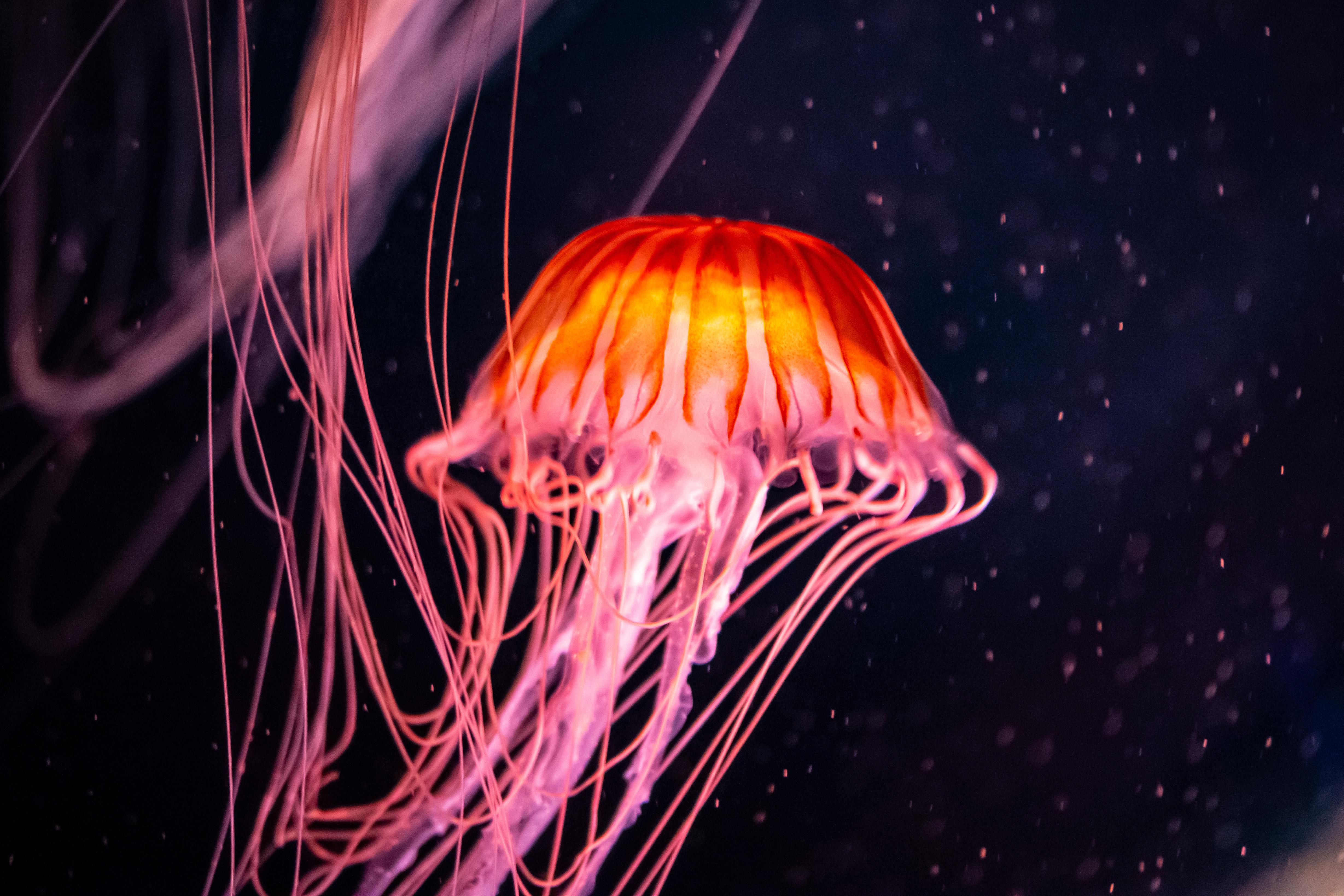 2024 06 Jellyfish Sea Nettles 9104