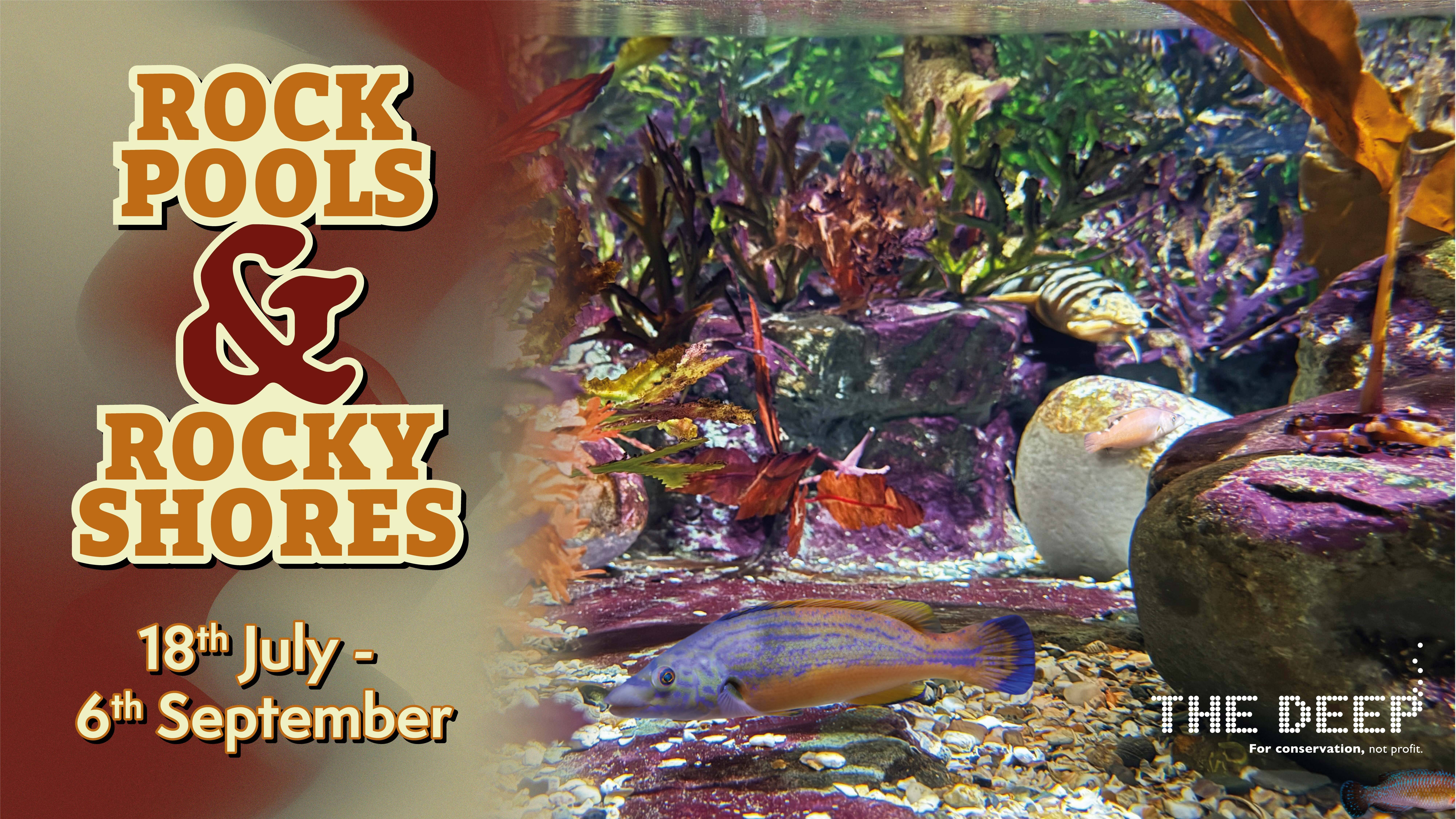 Rockpools Rocky shores Reception Digital Display