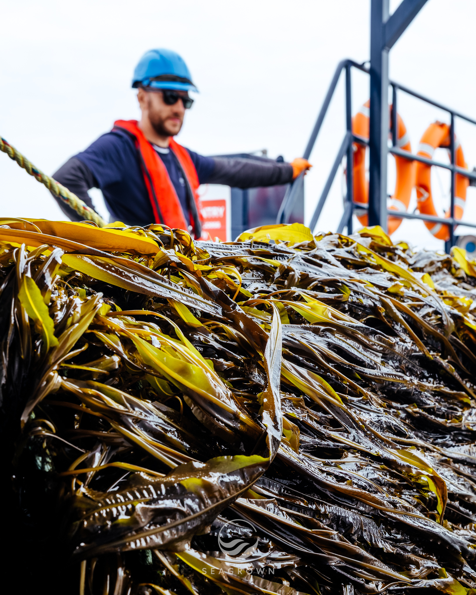 Sea Grown 24 06 GFXS3383 WM