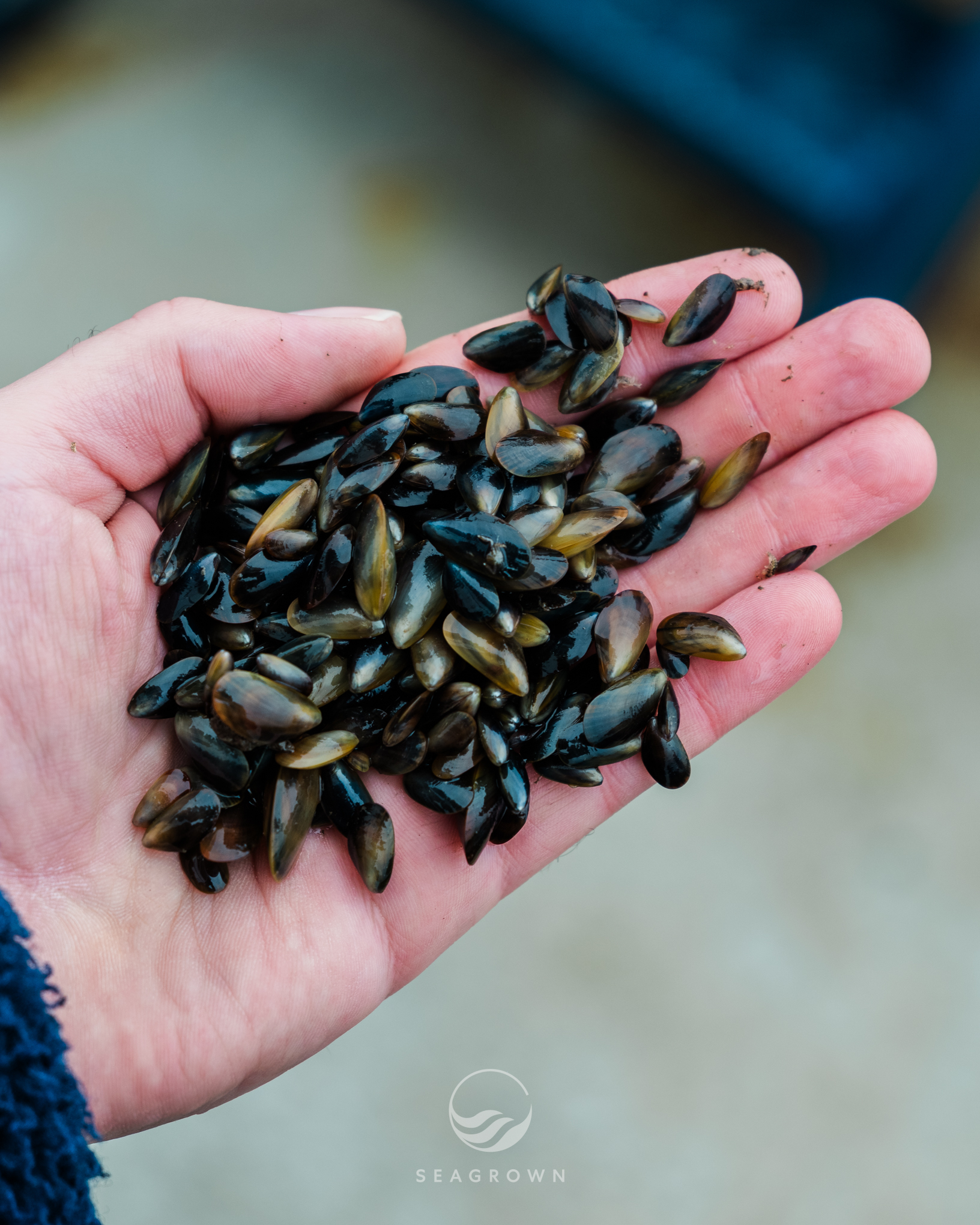 Sea Grown 24 11 GFXS5495 WM