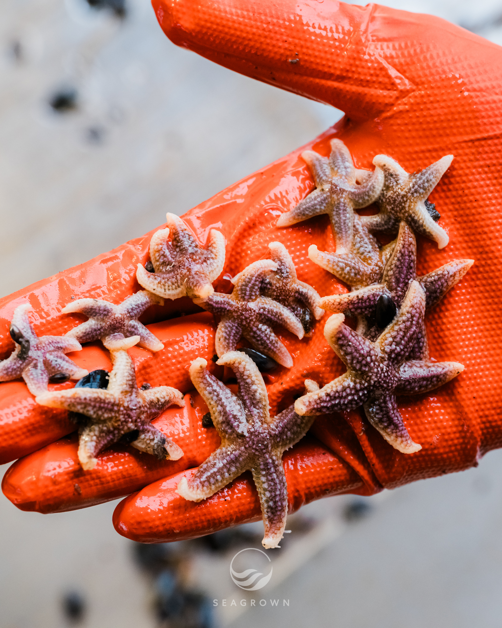 Sea Grown 24 11 GFXS5684 WM