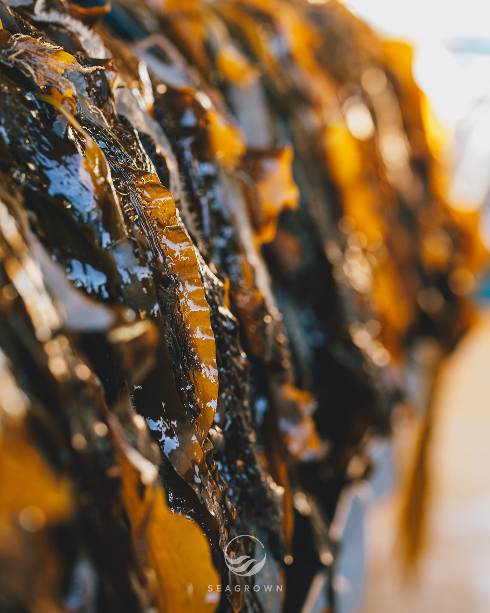 Sea Grown 25 04 GFXS6551 WM