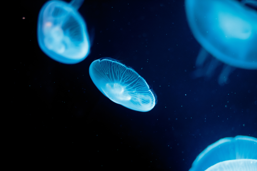 2023 08 Moon Jellyfish 1183