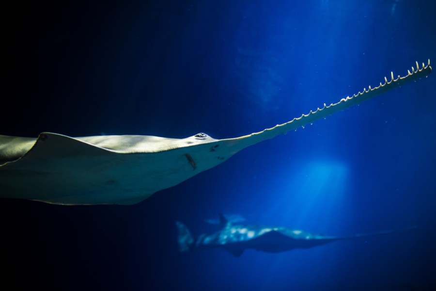 The Deeps 2 Green sawfish