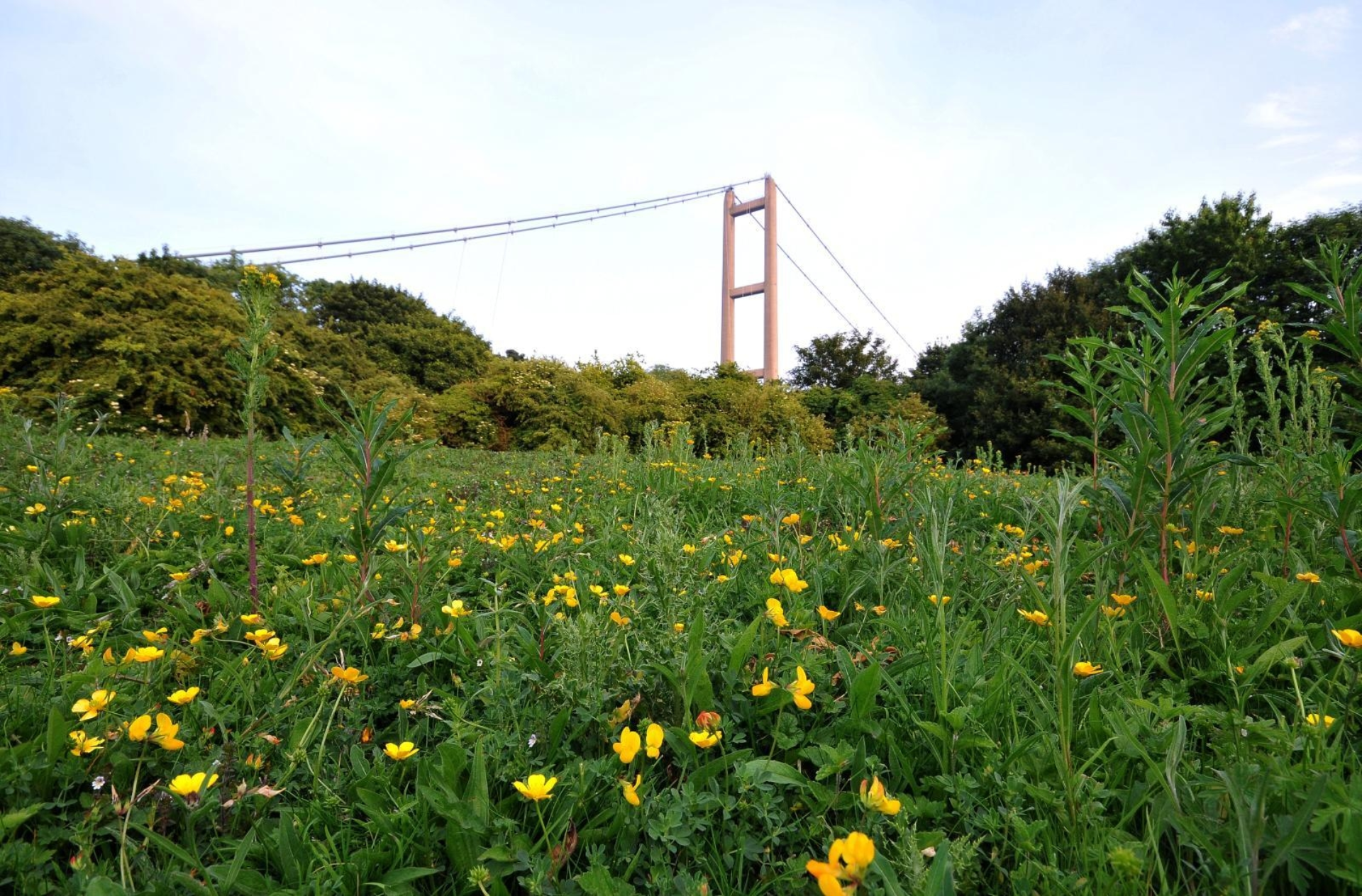 Hbcp butterfly meadow