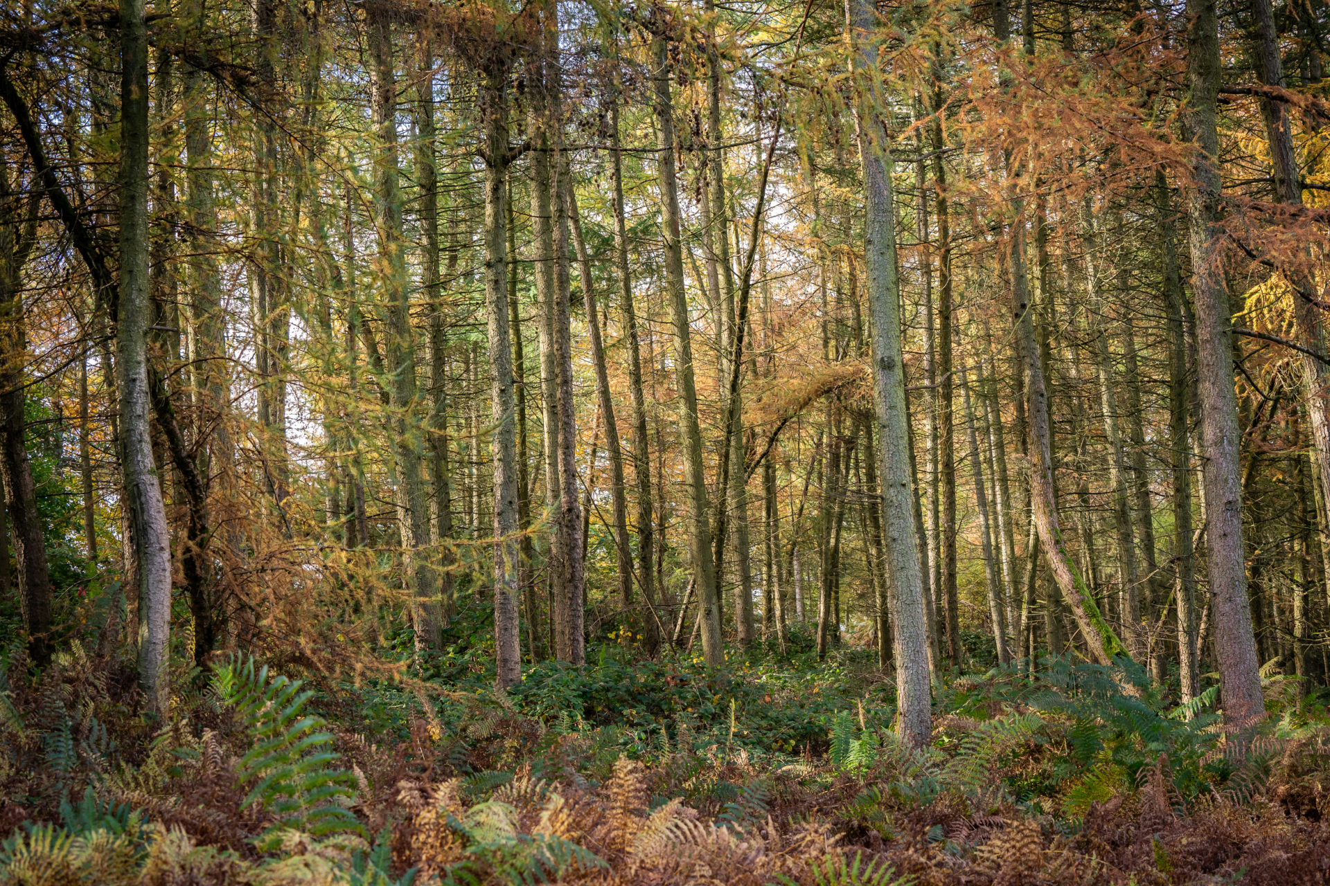 Forgotten Forests 2 Ben Lee WTML 2